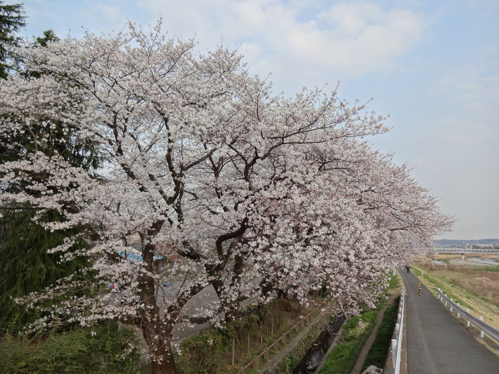 満開