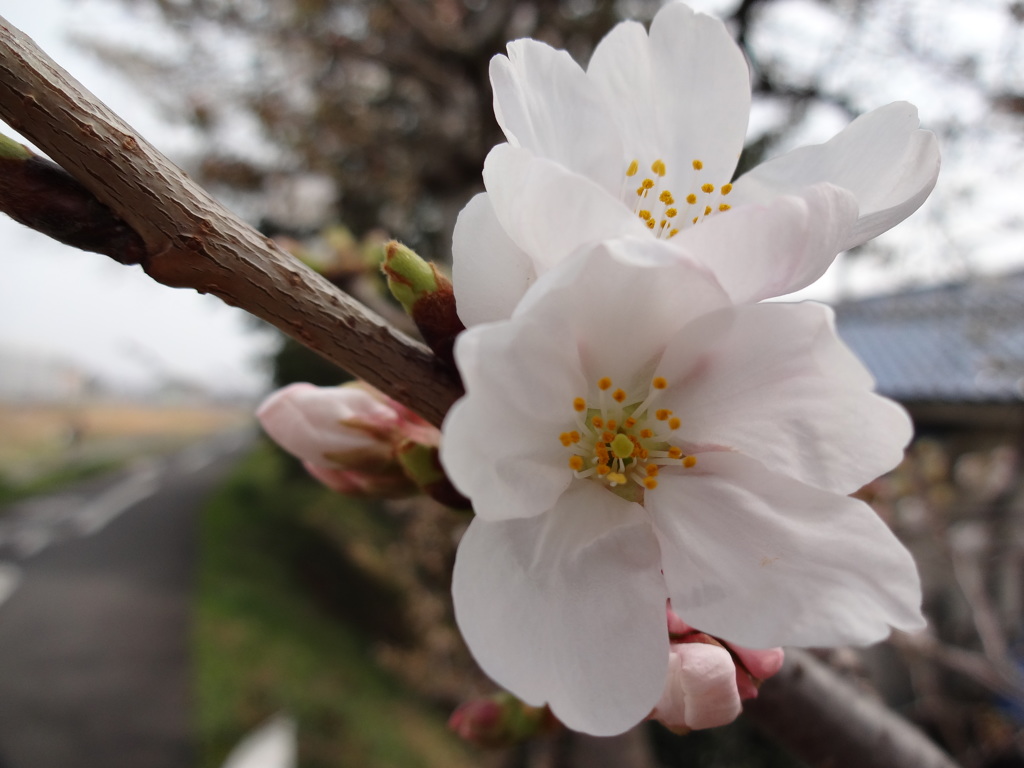 桜