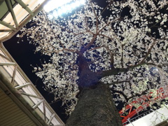 桜の木の下で