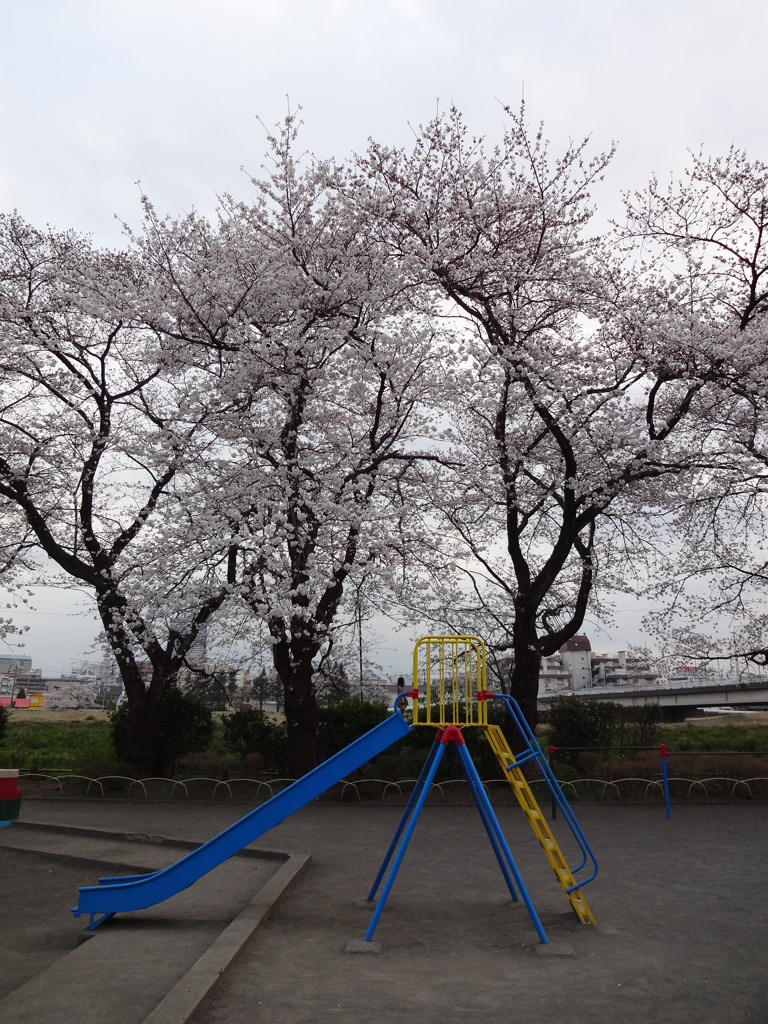 満開の桜と滑り台