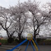 満開の桜と滑り台