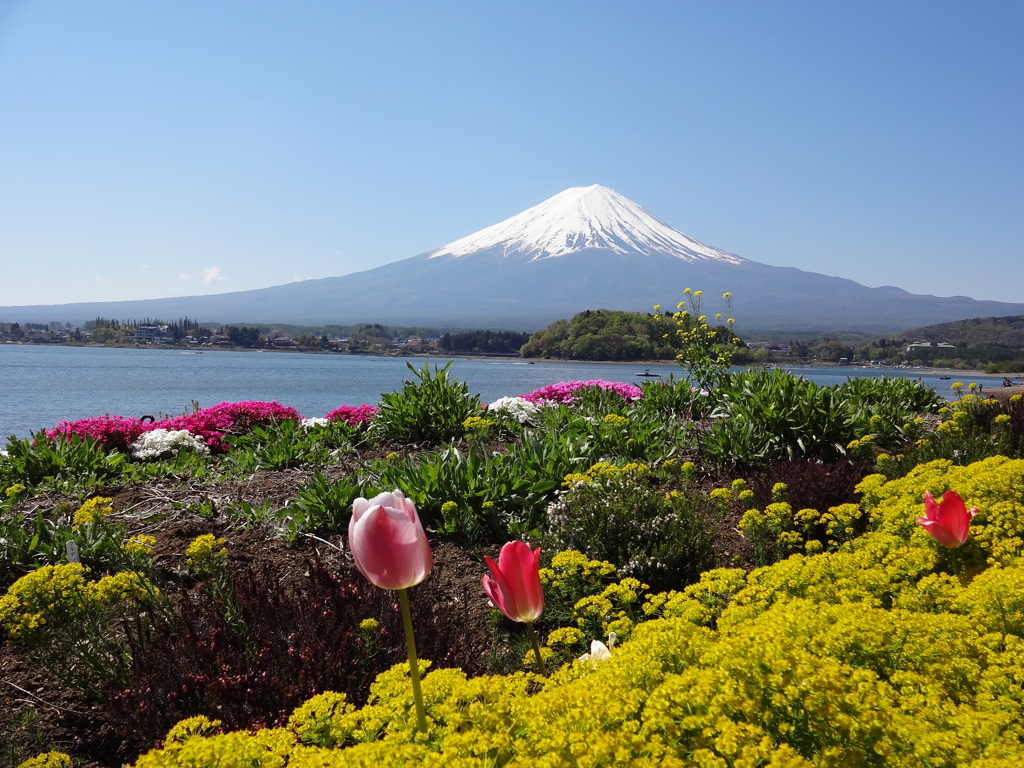大石公園からの富士山⑧