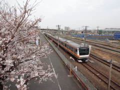 桜と中央線