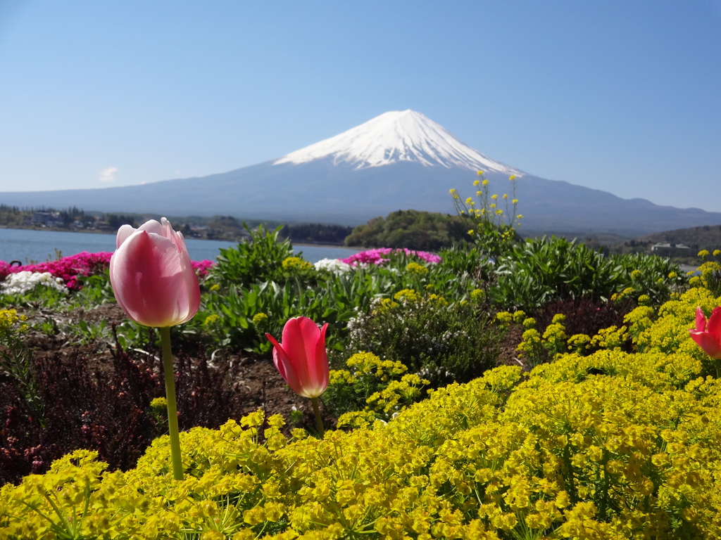 大石公園からの富士山⑤