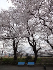 満開の桜とベンチ