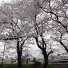 満開の桜とベンチ