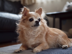 A Dog