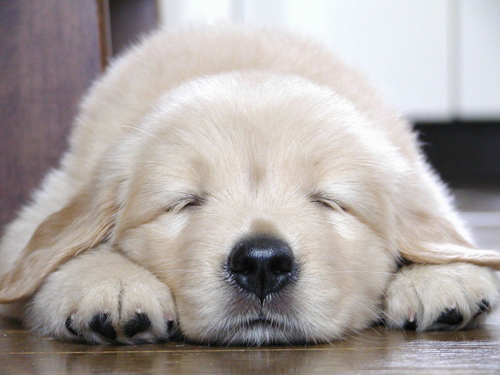 Oh !  My DOG !