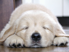 Oh !  My DOG !
