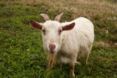 おじいさんしかいない動物