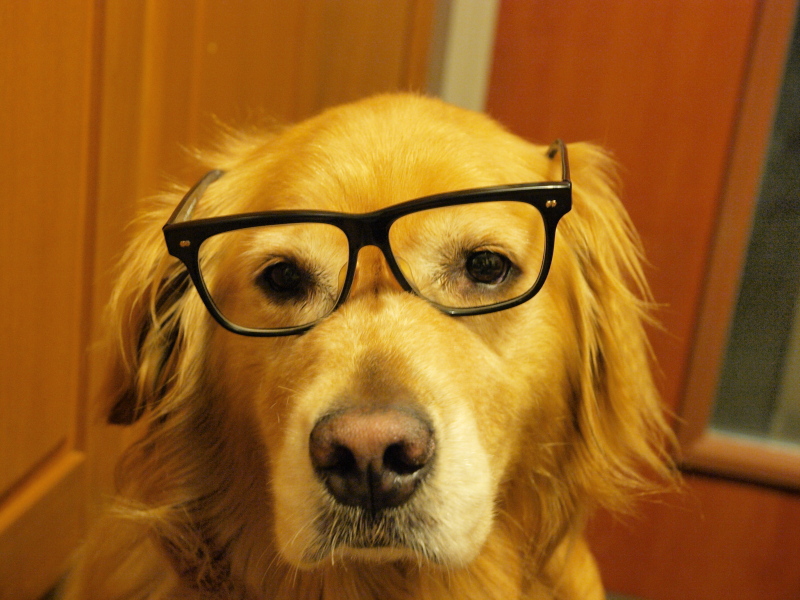 インテリ犬？