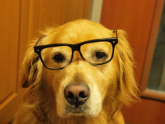 インテリ犬？