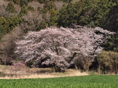 山裾に咲く