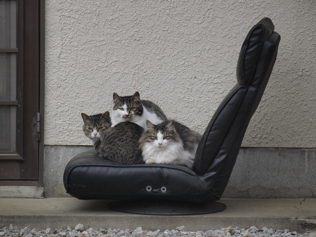何も狭いところに３匹も・・・