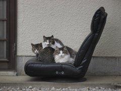 何も狭いところに３匹も・・・