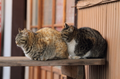 寒いからって・・・