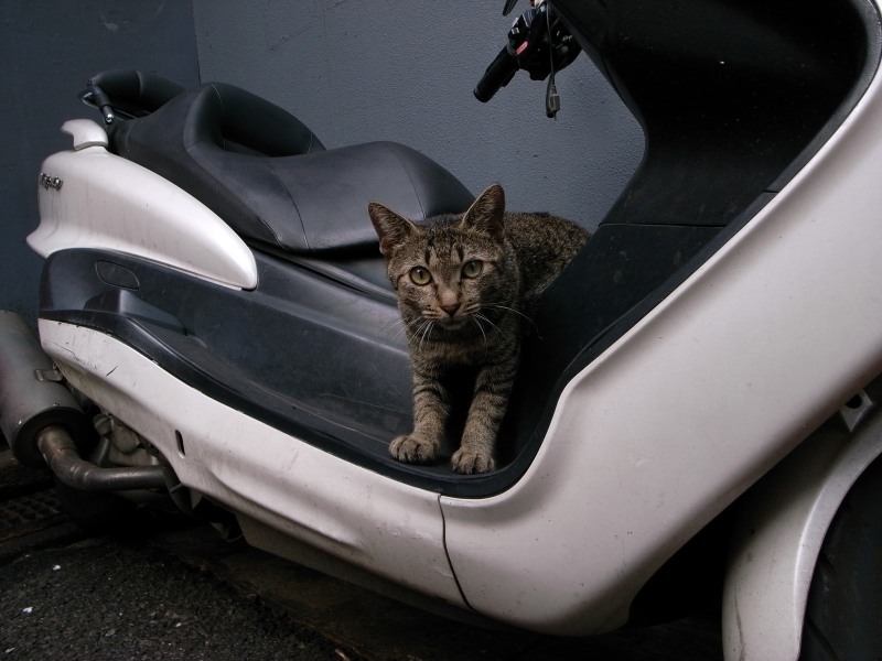 運転は出来なけれど乗ることはできる！
