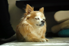 瞑想犬