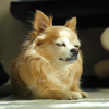 瞑想犬