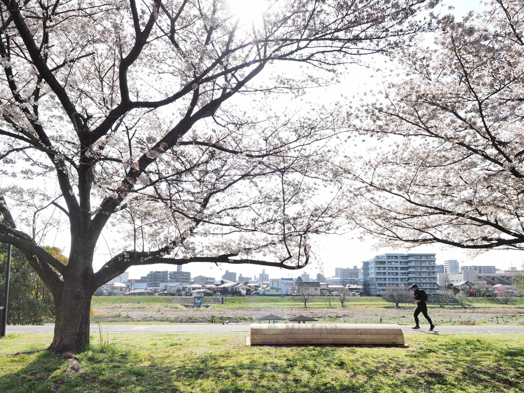 桜ロードをひたすらに