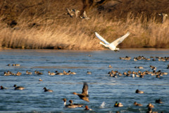 DSC_1323
