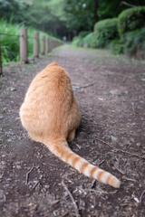 猫背