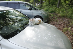 ボンニャット