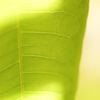 葉