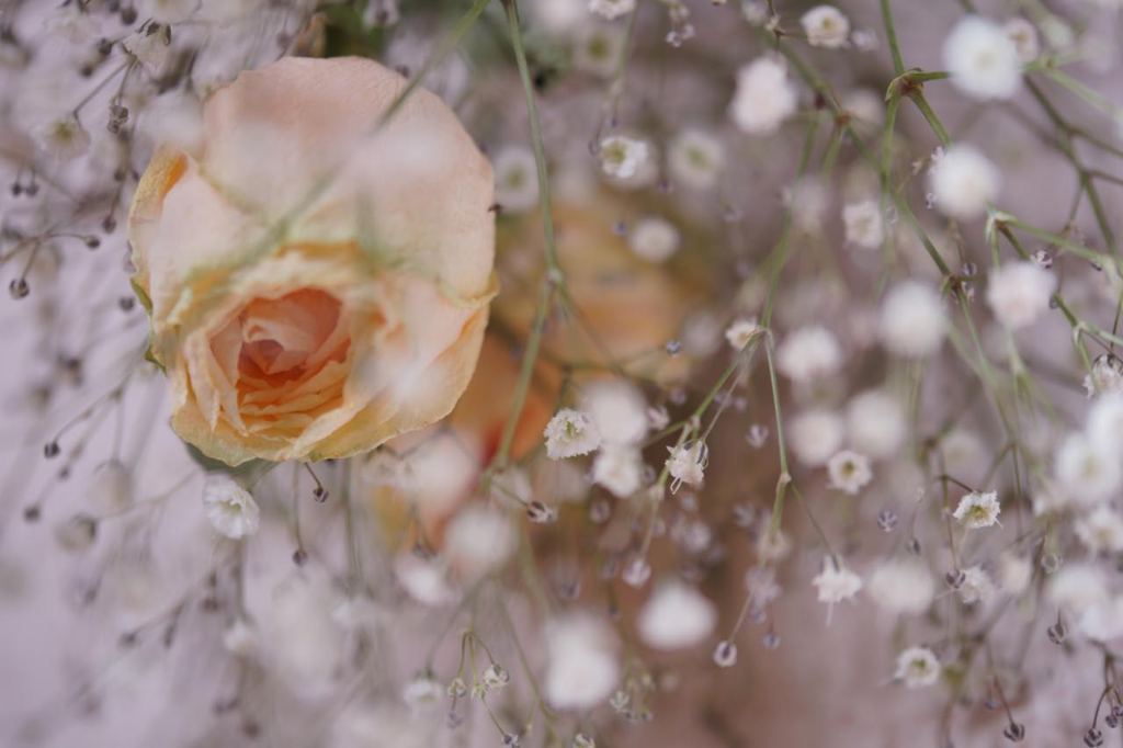 薔薇としろいはな。