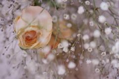 薔薇としろいはな。