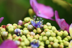 紫陽花