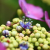 紫陽花