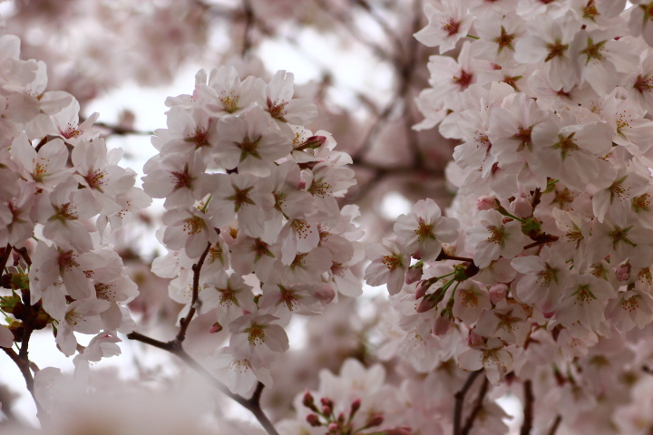 桜満開