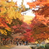 紅葉の間から若草山