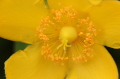 yellow2