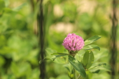 フェンス越しの花