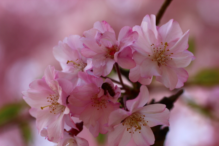 枝垂桜