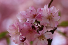 枝垂桜