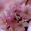 枝垂桜