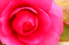お花*