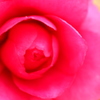 お花*