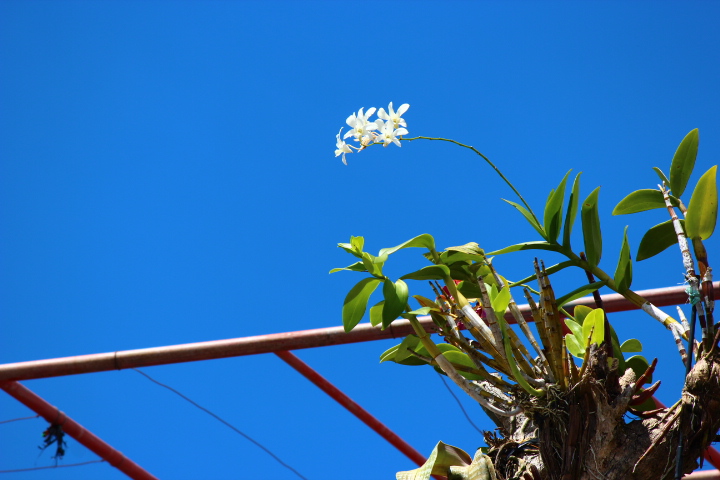 空と花