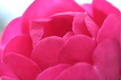 お花*