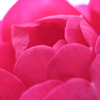 お花*
