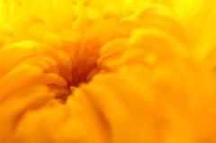 菊の花