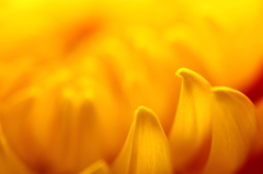 菊の花