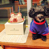 Birthday