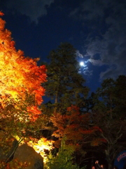 月と紅葉