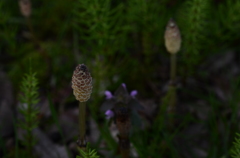 Fantastic field horsetail