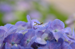 紫陽花とカマキリの赤ちゃん
